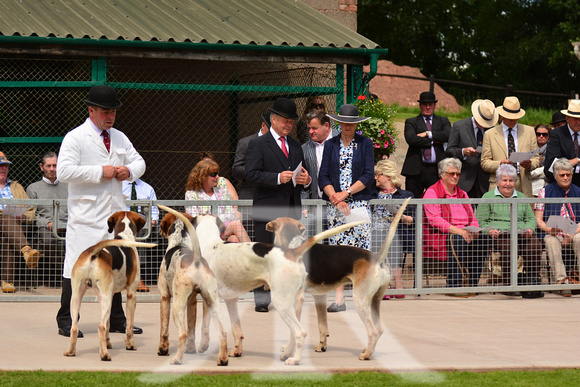 North Herefordshire Puppy Show 2016 028