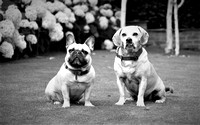 Stephan & dogs 062 (2)