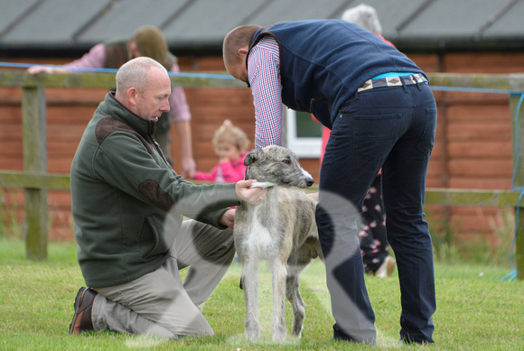 The Woodland & Pytchley Lurcher and Terrier Show 2017 007