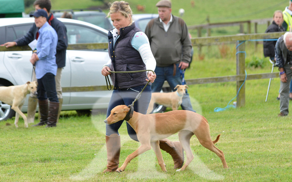 The Woodland & Pytchley Lurcher and Terrier Show 2017 013
