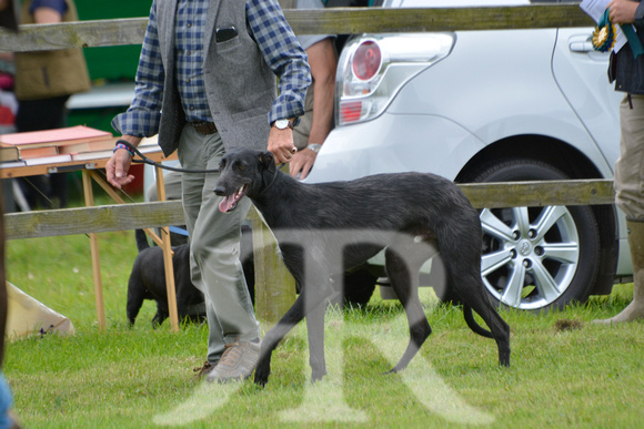 The Woodland & Pytchley Lurcher and Terrier Show 2017 016