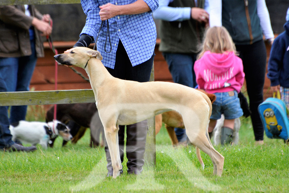 The Woodland & Pytchley Lurcher and Terrier Show 2017 018