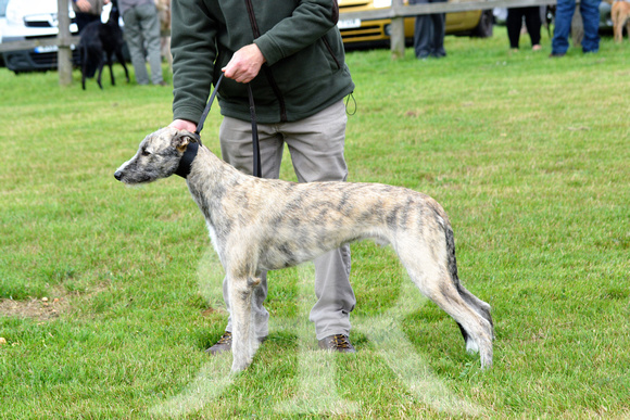 The Woodland & Pytchley Lurcher and Terrier Show 2017 030