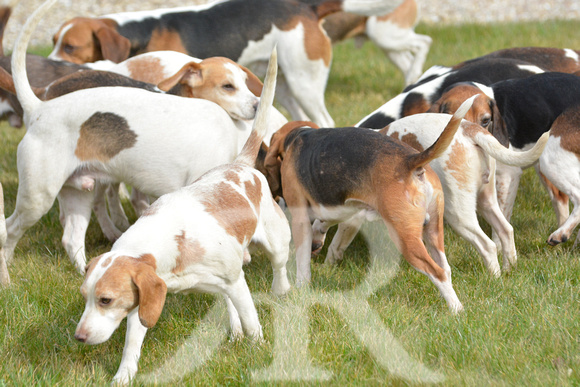 Joint Meet of The Oxford University Beagles and THe Oakley Foot Beagles at Illston 011