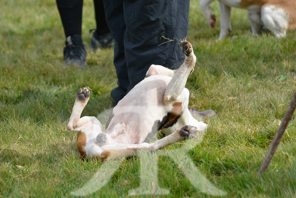 Joint Meet of The Oxford University Beagles and THe Oakley Foot Beagles at Illston 012