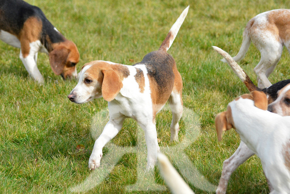 Joint Meet of The Oxford University Beagles and THe Oakley Foot Beagles at Illston 015
