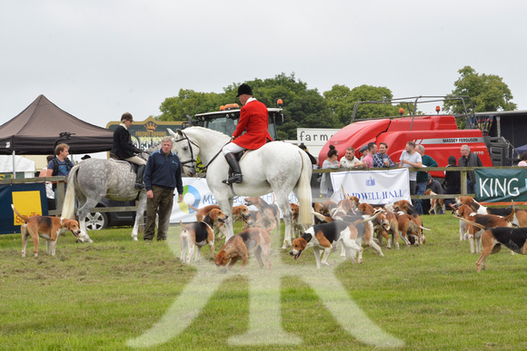 The woodland Pytchley Point to Point 2018 001