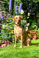 Vivs Dogs 024