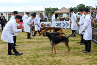 Blaston Hound show Winners & Young Handlers 2024 038