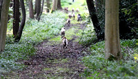 Fernie Autumn Hunting at Gumley 2019 021