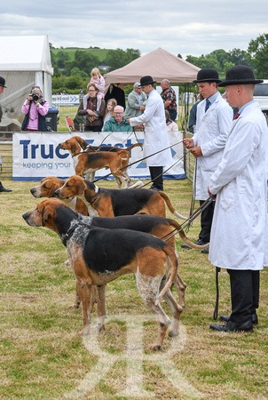 Blaston Hound show Winners & Young Handlers 2024 025