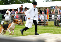 Peterborough Hound Show 2024 285