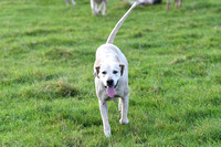 Fernie Autumn Hunting at Gumley 2019 012