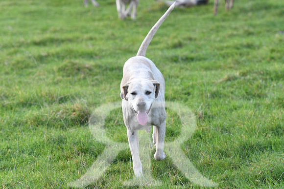 Fernie Autumn Hunting at Gumley 2019 012