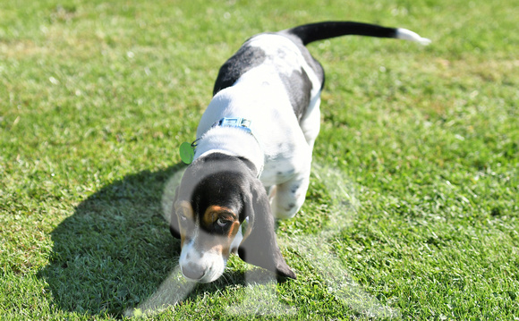 Fernie Hound Training Bunkers Hill 2022 154