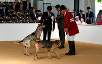 Peterborough Hound Show 2024 026