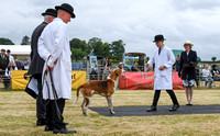 Blaston Hound show Winners & Young Handlers 2024 158