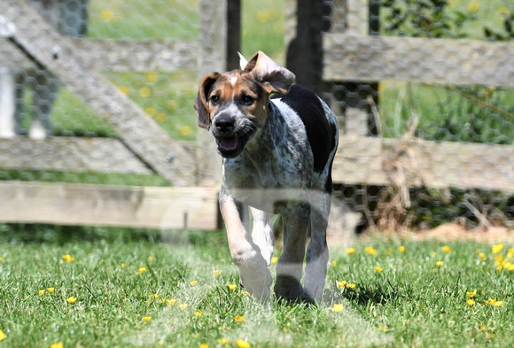 Pups and Brigstock 058