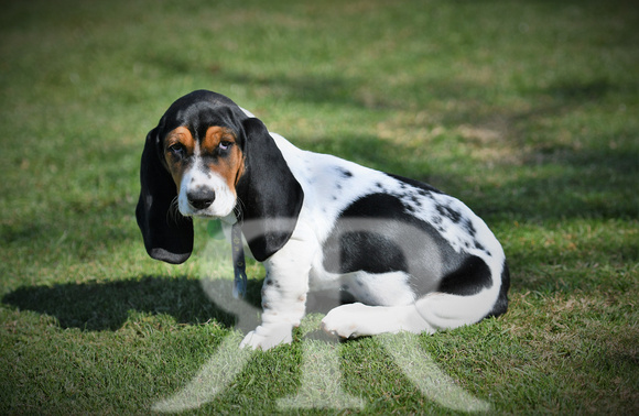 Fernie Hound Training Bunkers Hill 2022 178