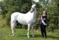 Mandy Cobb Horses 088
