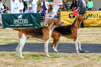 Blaston Hound Show 2024 019