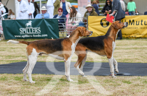 Blaston Hound Show 2024 019