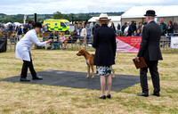 Blaston Hound show Winners & Young Handlers 2024 148