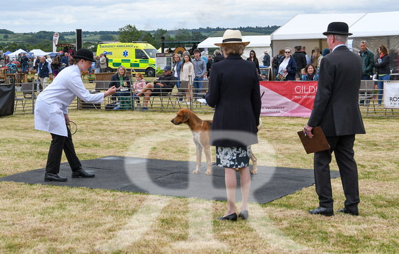 Blaston Hound show Winners & Young Handlers 2024 148