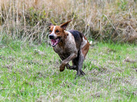 Fernie Autumn Hound Training at Hill Farm Gumley and Goffe Cave Farm Hallaton 2024 035