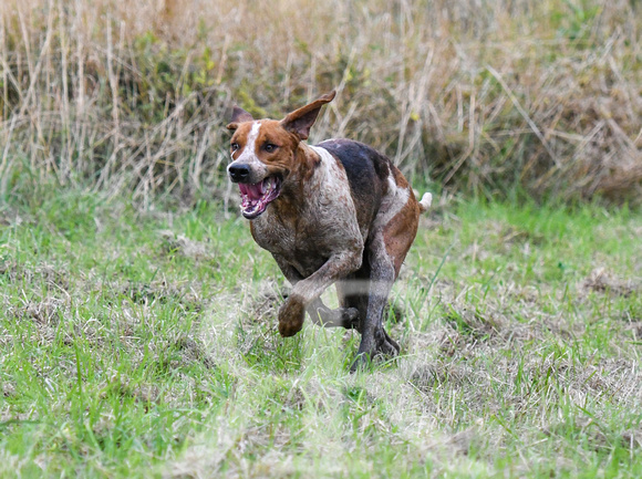 Fernie Autumn Hound Training at Hill Farm Gumley and Goffe Cave Farm Hallaton 2024 035