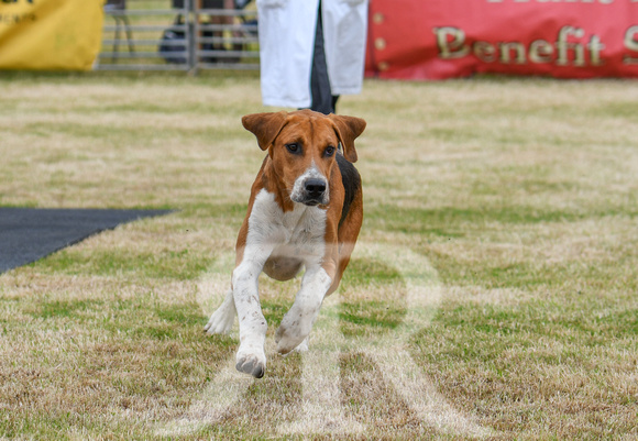 Blaston Hound Show 2024 015