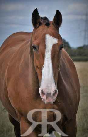 Mandy Cobb Horses 387
