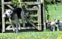 Pups and Brigstock 072