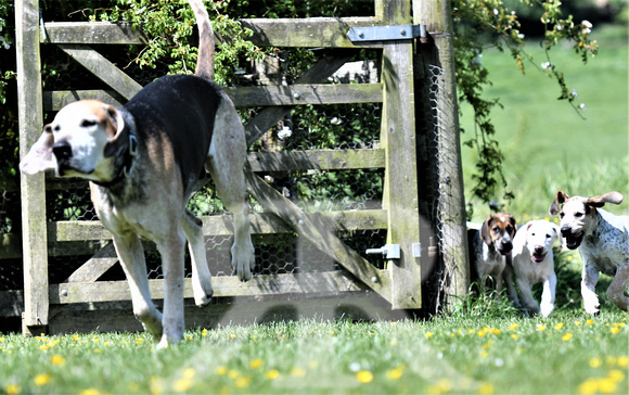 Pups and Brigstock 072