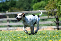 Pups and Brigstock 079