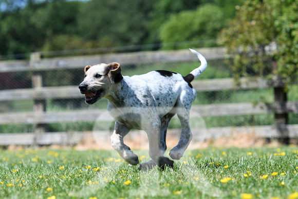 Pups and Brigstock 079