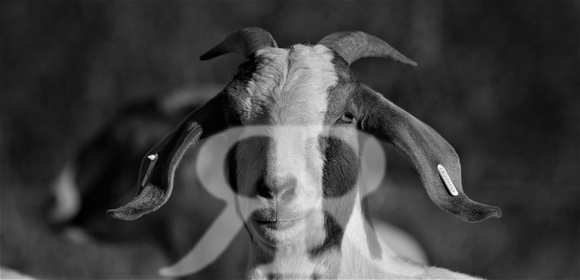 Billy Goat 064
