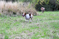 Fernie Autumn Hound Training at Hill Farm Gumley and Goffe Cave Farm Hallaton 2024 021