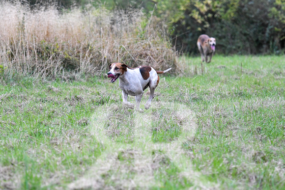 Fernie Autumn Hound Training at Hill Farm Gumley and Goffe Cave Farm Hallaton 2024 021