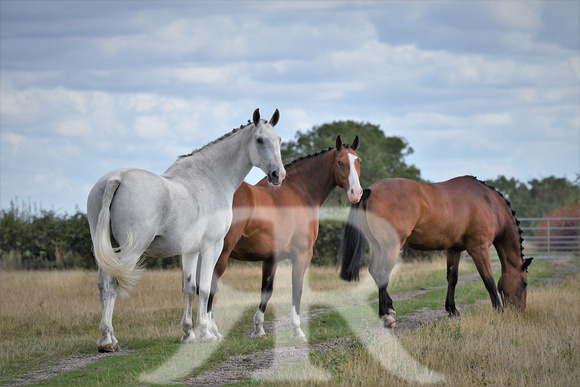 Mandy Cobb Horses 422