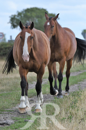 Mandy Cobb Horses 437