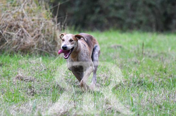 Fernie Autumn Hound Training at Hill Farm Gumley and Goffe Cave Farm Hallaton 2024 022