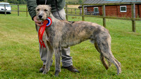 Woodland Pytchley Hunt Terrier & Lurcher Show