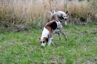 Fernie Autumn Hound Training at Hill Farm Gumley and Goffe Cave Farm Hallaton 2024 016