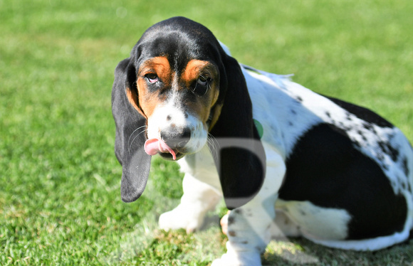 Fernie Hound Training Bunkers Hill 2022 163