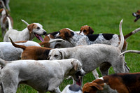 Fernie Autumn Hound Training at Hill Farm Gumley and Goffe Cave Farm Hallaton 2024 042