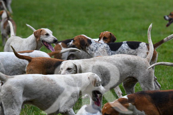 Fernie Autumn Hound Training at Hill Farm Gumley and Goffe Cave Farm Hallaton 2024 042