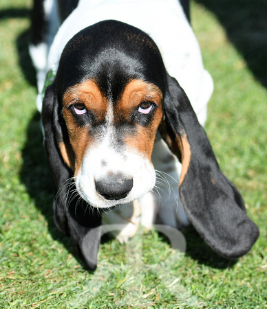 Fernie Hound Training Bunkers Hill 2022 143