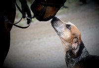 North Hereford Hunt