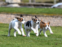Fernie Puppies 2025 009